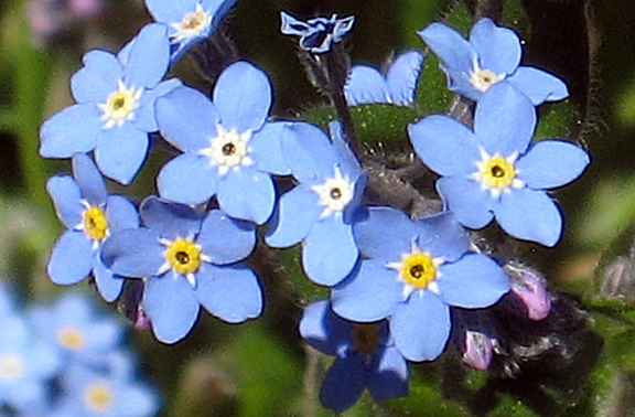 Myosotis - Souvenez-vous de moi Myosotis - Souvenez-vous de moi