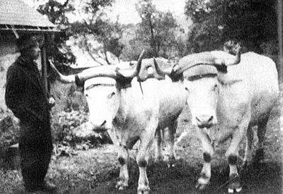 Paire de bœufs blancs Paire de bœufs blancs