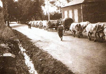 Transport Transport