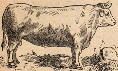 Bœuf charolais