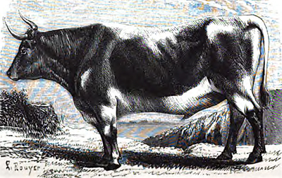 Bœuf du Morvan Bœuf du Morvan