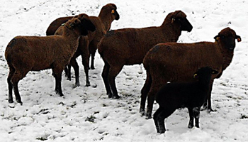 Moutons noirs Moutons noirs